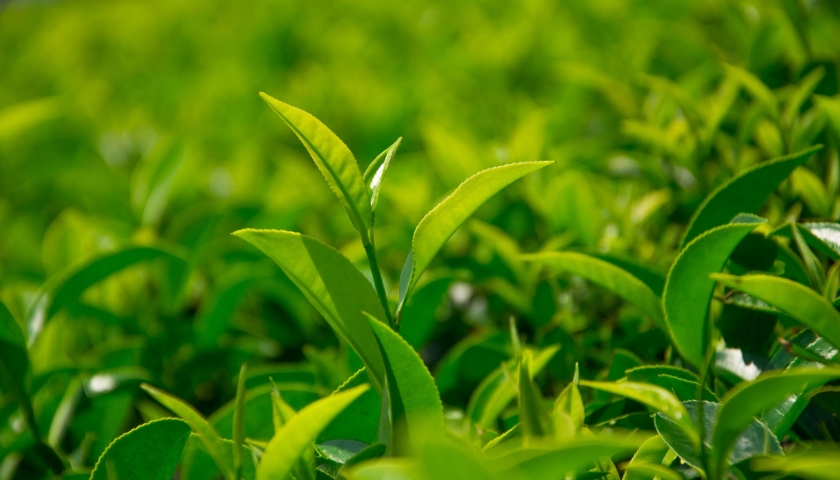 茶叶品牌策划